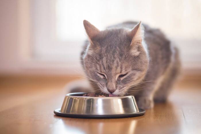 猫が『吐きそう』なときに表れるサイン5つ　嘔吐しやすいタイミングや対応のコツまで