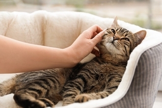 猫に『触れるべきではない』タイミング3つ　嫌がっているサインや気分を見分けるポイントも