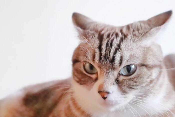 猫に『触れるべきではない』タイミング3つ　嫌がっているサインや気分を見分けるポイントも