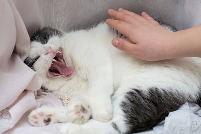 猫に『触れるべきではない』タイミング3つ　嫌がっているサインや気分を見分けるポイントも
