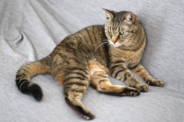 猫の遺伝に関する『豆知識』3選　実はさまざまな特徴に影響を与えている？