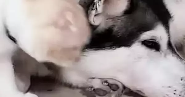 大好きなハスキー犬のもとへ向かった猫…とんでもなく尊い『まさかの行動』が78万再生「キュンキュンする」「ずっと見ていたい」