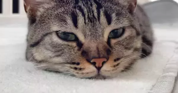 ぺたんと寝転んでツチノコのようになっていた猫→声をかけてみると…『可愛すぎる展開』が112万再生「良いエンジン搭載してる」「たまらん」