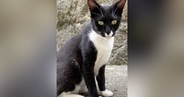 やせ細り、鋭い目つきだった野良猫→家猫になった『現在』…劇的なビフォーアフターに6万いいね「健康的になったね」「感動で涙が出る」