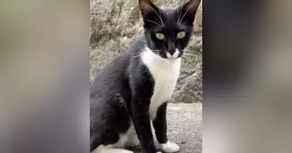 やせ細り、鋭い目つきだった野良猫→家猫になった『現在』…劇的なビフォーアフターに6万いいね「健康的になったね」「感動で涙が出る」