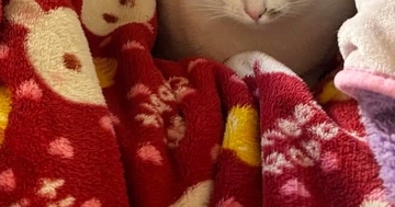 高熱を出して、ベッドで休んでいたら…猫たちがとった行動にほっこりする人が続出「幸せで余計に熱が上がりそうｗ」「猫ってわかるんだよね」