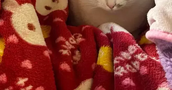 高熱を出して、ベッドで休んでいたら…猫たちがとった行動にほっこりする人が続出「幸せで余計に熱が上がりそうｗ」「猫ってわかるんだよね」