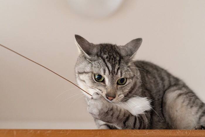 猫が『かまってほしい』と思っている行動5つ　気付いてあげたいサインや接し方のポイント