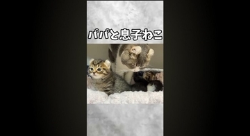 赤ちゃん猫が初めて『犬』と遭遇した結果…あまりにもキュンな『可愛すぎる威嚇』が181万再生「威嚇の意味がないｗ」「なんか泣けてくる」