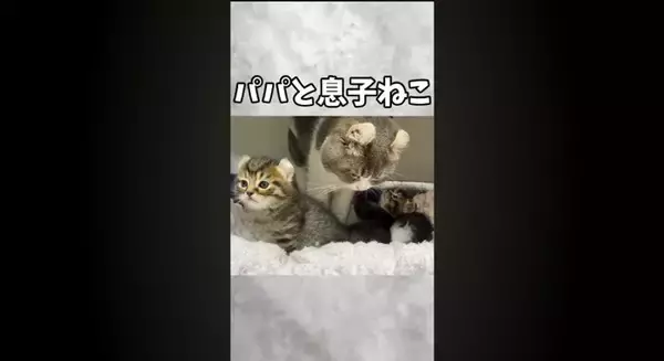 赤ちゃん猫が初めて『犬』と遭遇した結果…あまりにもキュンな『可愛すぎる威嚇』が181万再生「威嚇の意味がないｗ」「なんか泣けてくる」