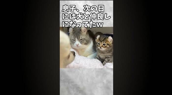 赤ちゃん猫が初めて『犬』と遭遇した結果…あまりにもキュンな『可愛すぎる威嚇』が181万再生「威嚇の意味がないｗ」「なんか泣けてくる」