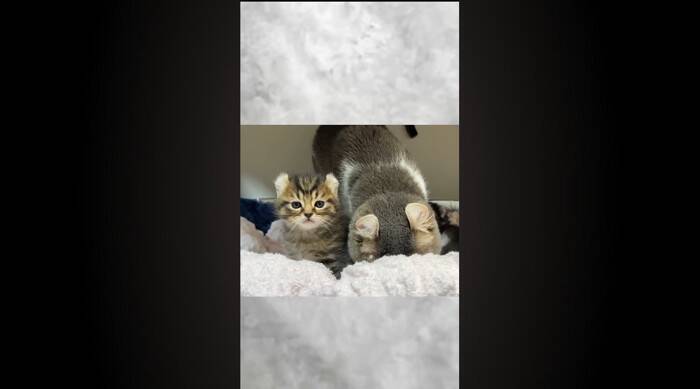 赤ちゃん猫が初めて『犬』と遭遇した結果…あまりにもキュンな『可愛すぎる威嚇』が181万再生「威嚇の意味がないｗ」「なんか泣けてくる」