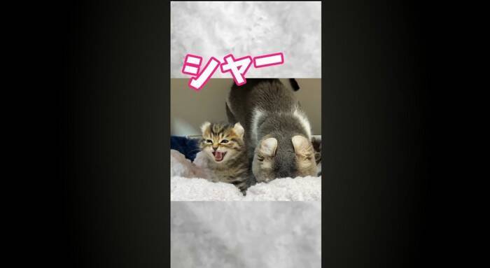 赤ちゃん猫が初めて『犬』と遭遇した結果…あまりにもキュンな『可愛すぎる威嚇』が181万再生「威嚇の意味がないｗ」「なんか泣けてくる」