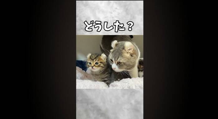 赤ちゃん猫が初めて『犬』と遭遇した結果…あまりにもキュンな『可愛すぎる威嚇』が181万再生「威嚇の意味がないｗ」「なんか泣けてくる」
