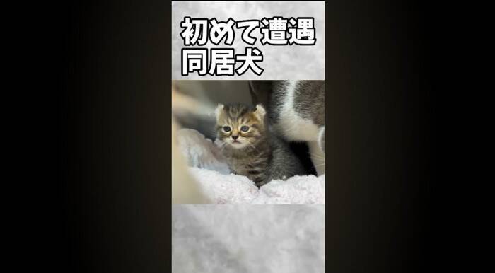 赤ちゃん猫が初めて『犬』と遭遇した結果…あまりにもキュンな『可愛すぎる威嚇』が181万再生「威嚇の意味がないｗ」「なんか泣けてくる」