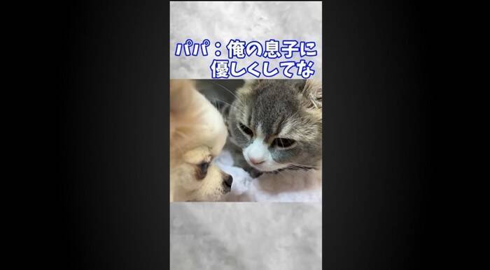 赤ちゃん猫が初めて『犬』と遭遇した結果…あまりにもキュンな『可愛すぎる威嚇』が181万再生「威嚇の意味がないｗ」「なんか泣けてくる」