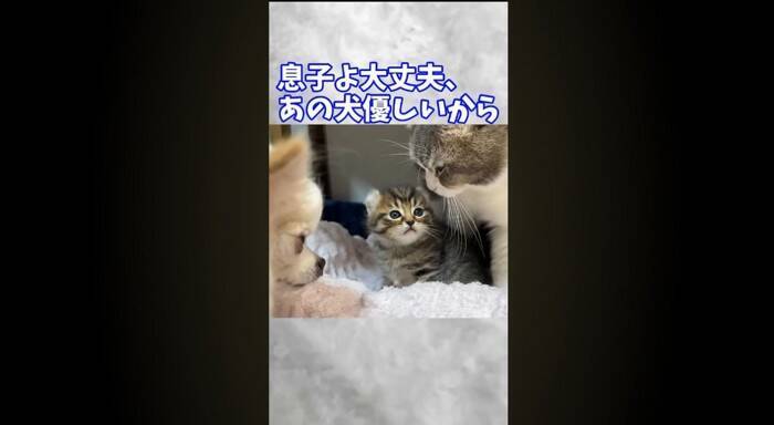 赤ちゃん猫が初めて『犬』と遭遇した結果…あまりにもキュンな『可愛すぎる威嚇』が181万再生「威嚇の意味がないｗ」「なんか泣けてくる」