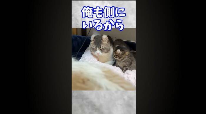 赤ちゃん猫が初めて『犬』と遭遇した結果…あまりにもキュンな『可愛すぎる威嚇』が181万再生「威嚇の意味がないｗ」「なんか泣けてくる」
