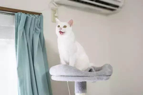 猫が『飼い主を探している』ときにみせる行動4選　鳴き声の変化や考えられる心理も解説