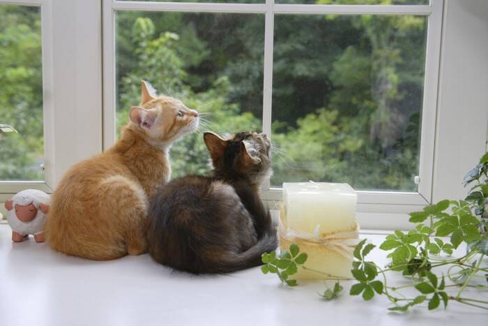 猫にとって居心地がいい『室温・湿度』はどれくらい？快適な環境管理のポイント4つ