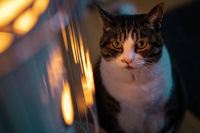 猫にとって居心地がいい『室温・湿度』はどれくらい？快適な環境管理のポイント4つ