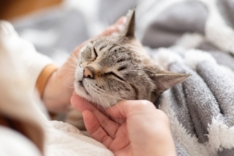 愛猫ともっと仲良しになるための方法5つ　日々の暮らしで飼い主が心がけるべきこと