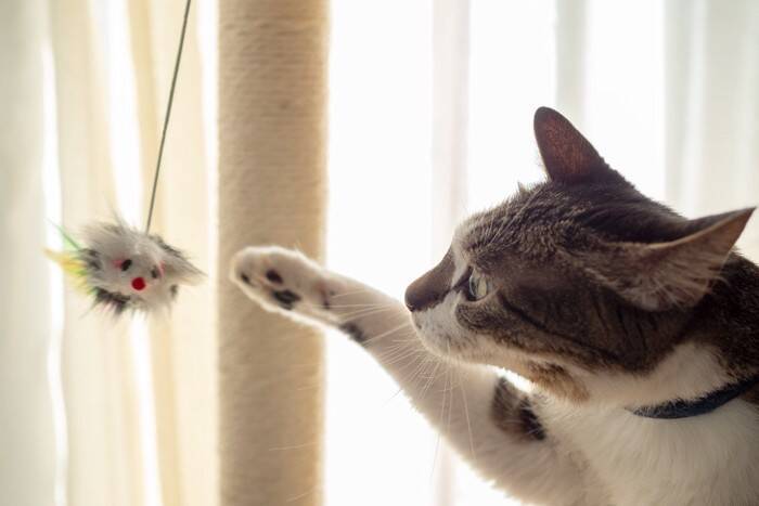 愛猫ともっと仲良しになるための方法5つ　日々の暮らしで飼い主が心がけるべきこと