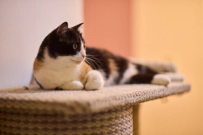 愛猫ともっと仲良しになるための方法5つ　日々の暮らしで飼い主が心がけるべきこと