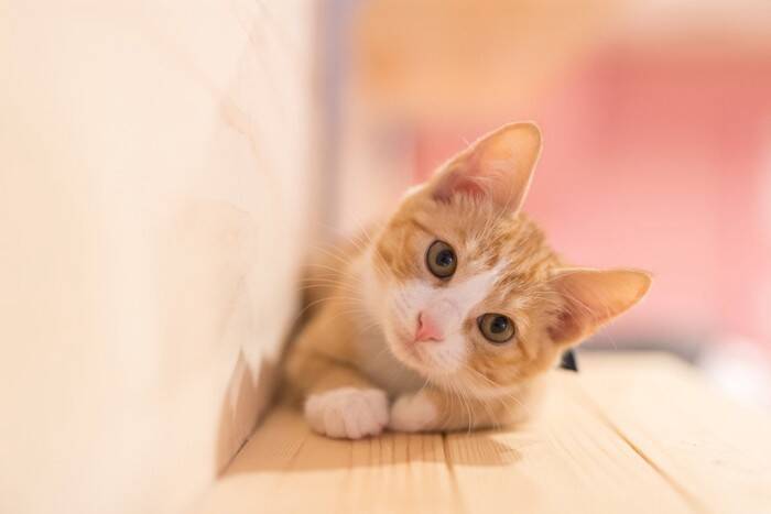 愛猫ともっと仲良しになるための方法5つ　日々の暮らしで飼い主が心がけるべきこと