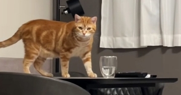 コップのそばにいた猫→見られていることを確認した『次の瞬間』…思わず叫んだ『とんでもない行動』が20万再生「やるぞーｗ」「爆笑ｗ」