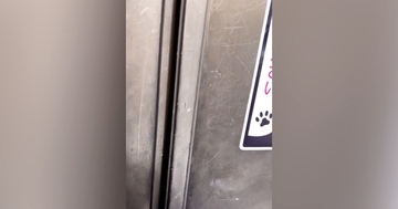 ドアに『猫がいます、ご注意ください』と書かれたステッカー…開けると？→想像を超える光景が606万再生「ビックリした」「まさかの場所ｗ」