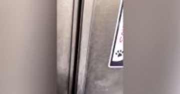 ドアに『猫がいます、ご注意ください』と書かれたステッカー…開けると？→想像を超える光景が606万再生「ビックリした」「まさかの場所ｗ」