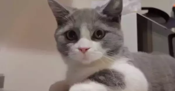 蛇口から出る水が気になる猫→シンクに移動しようとした次の瞬間…予想外の『橋ができあがる瞬間』に「しんどくないのかなｗ」「すごい器用」