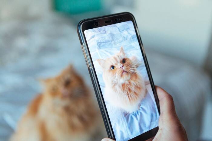 猫の撮影を『プロのカメラマン』に依頼するには？事前に知っておきたい4つの知識をご紹介