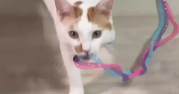 おもちゃをくわえて『飼い主のもとに向かう猫』→次の瞬間…とんでもない展開が45万再生「すごい瞬間が撮れてるｗ」「スリに遭ったねｗ」