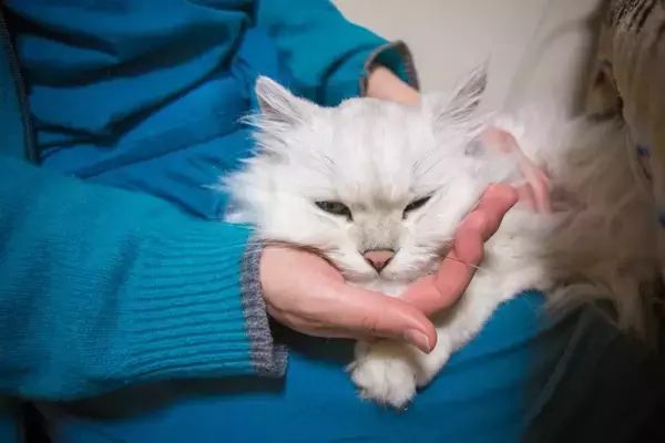 猫を『甘えん坊』に育てる方法4つ　性格に影響を与える時期や関わり方を解説