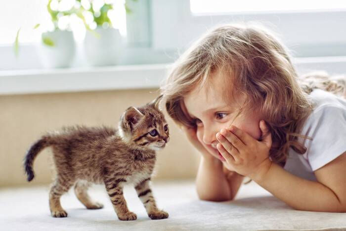 猫を『甘えん坊』に育てる方法4つ　性格に影響を与える時期や関わり方を解説