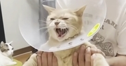 爪切りで大暴れする猫→『パパ考案の対策グッズ』を試してみたら…驚愕の展開が36万再生「一家総出の大騒動ｗ」「涙が出るくらい笑った」