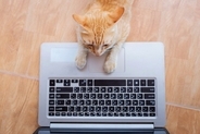 猫の行動で起こりうる『パソコントラブル』3選　故障を招く恐れも？予防するための方法も