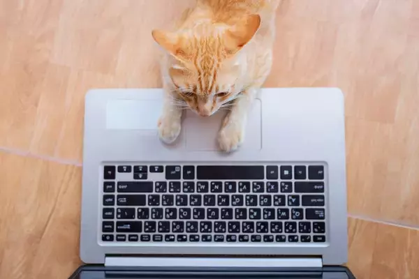 猫の行動で起こりうる『パソコントラブル』3選　故障を招く恐れも？予防するための方法も