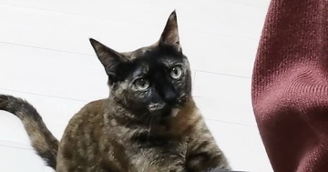 ママに甘えたいサビ猫…一生懸命アピールする『健気な様子』に「何でもしたくなっちゃうｗ」「信じられない可愛さ」と17万再生