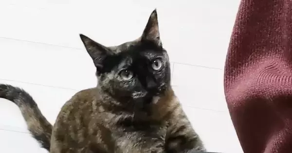 ママに甘えたいサビ猫…一生懸命アピールする『健気な様子』に「何でもしたくなっちゃうｗ」「信じられない可愛さ」と17万再生
