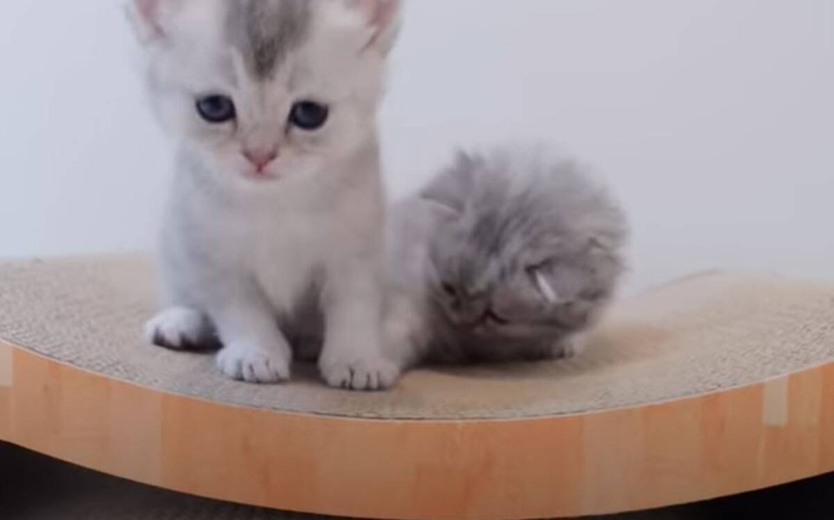 子猫たちにベッドをプレゼントした結果…お礼を言うかのように 
