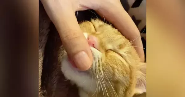 指ちゅうちゅうをやめられない『赤ちゃんすぎる猫』→指を離すと……まさかの光景が413万再生「キャッワイイなぁ」「ずっと幸せでいてほしい」