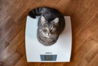猫の『ダイエット』で起こりうるリスク4つ　間違った方法が寿命を縮める可能性も