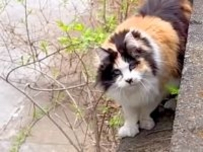 畑で発見した長毛のネコ→２年間かけて保護し、愛をこめてお世話した結果…『素敵なストーリー』に「絶対に幸せだと思う」「感動」と称賛集まる