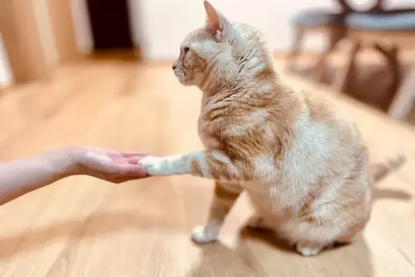 猫が見せるかわいい『手の仕草』3選　隠されている心理や応え方のポイント