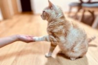 猫が見せるかわいい『手の仕草』3選　隠されている心理や応え方のポイント