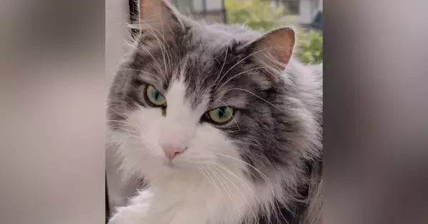 妹が撮ると『クールな印象の猫』→姉が撮影すると…同じ猫とは思えない『驚きの変化』に９万いいね「どちらも素敵」「わかりやすいｗ」と話題