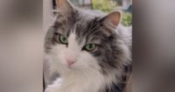 妹が撮ると『クールな印象の猫』→姉が撮影すると…同じ猫とは思えない『驚きの変化』に９万いいね「どちらも素敵」「わかりやすいｗ」と話題